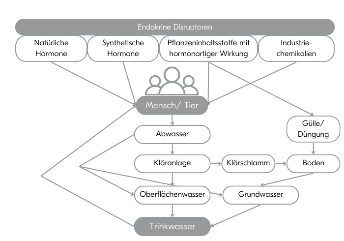 So_gelangen_endokrine_Disruptoren_ins_Trinkwasser